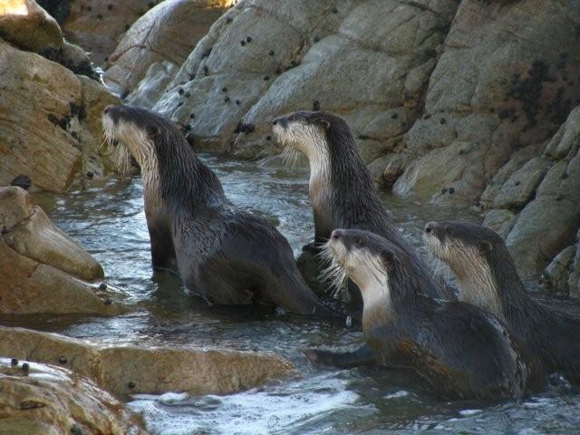 Guest Houses to rent in St Francis bay, Garden Route, South Africa