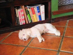 Bed and Breakfasts to rent in San Jose, Central Valley, Costa Rica