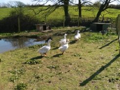 Bed and Breakfasts to rent in Nr Woolacombe, North Devon, United Kingdom