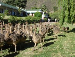 Bed and Breakfasts to rent in Oudtshoorn, Klein Karoo, South Africa