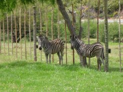 Bed and Breakfasts to rent in Oudtshoorn, Klein Karoo, South Africa