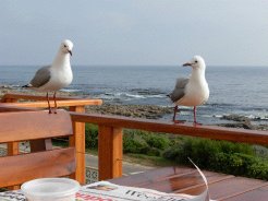 Location & Hbergement de Vacances - Hbergement en bord de mer - South Africa - Overberg - Gansbaai