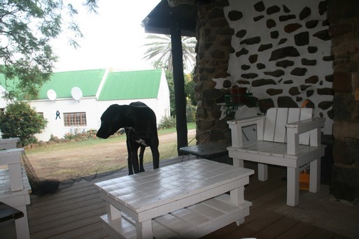 Guest Houses to rent in Bergville, Northern and Central Drakensberg Mountains, South Africa