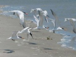 Beach Cottages to rent in Tybee Island GA, Georgia Coast, United States