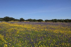 Naturist Resorts to rent in Santa Clara a Velha, Alentejo, Portugal