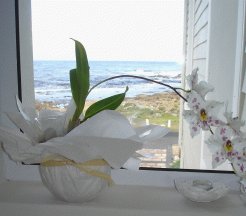 Guest Houses to rent in Hermanus, Cape Whale Coast, South Africa