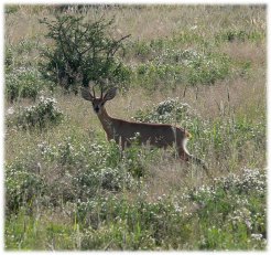 Guest Farms to rent in Windhoek, Windhoek District, Namibia