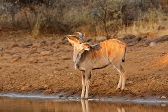 Guest Farms to rent in Windhoek, Windhoek District, Namibia