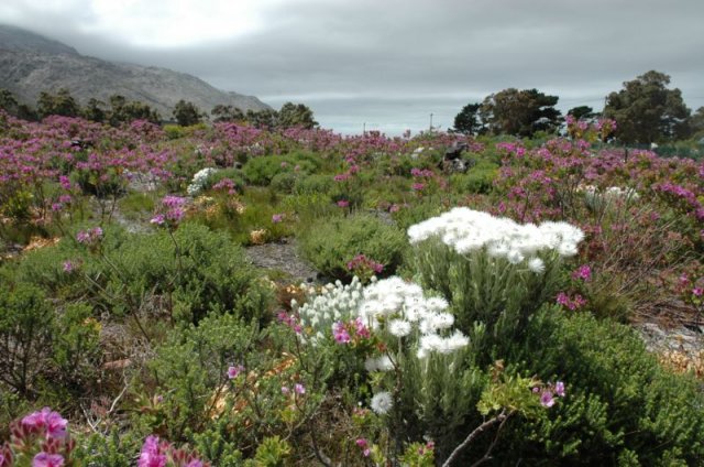 Guest Houses to rent in Pringle Bay, Cape Whale Coast, South Africa