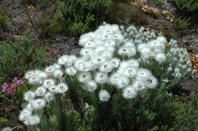 Conference Venues to rent in Pringle Bay, Overberg, South Africa